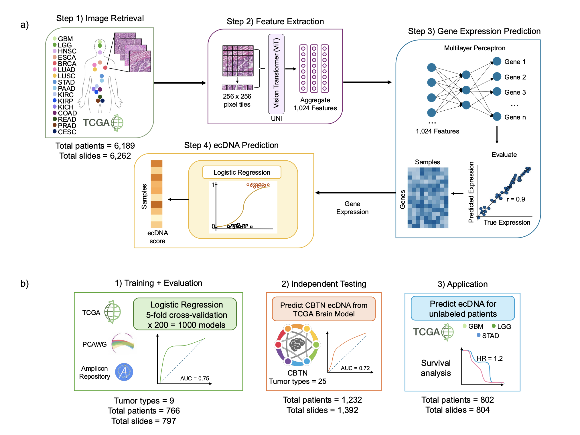 ecPath detects ecDNA in tumors from histopathology images
