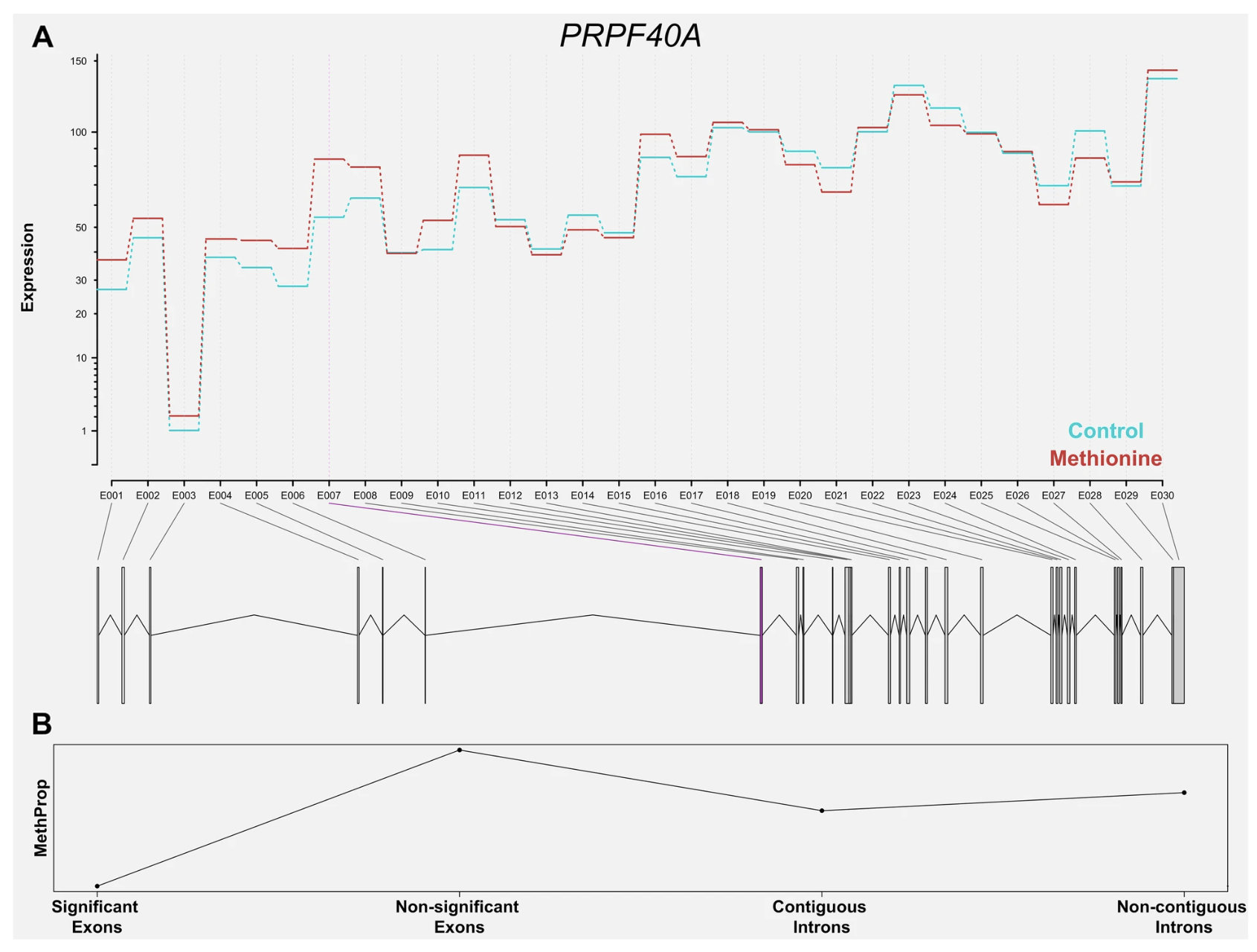 Maternal methionine supplementation during gestation alters alternative splicing and DNA methylation in bovine skeletal muscle